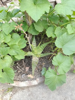 Potted Green Plants