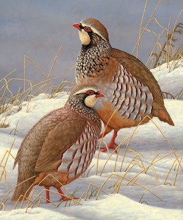 Red-Legged Partridges