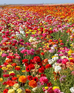 Dense field of multicolored ranunculus flowers stretching to horizon under blue sky