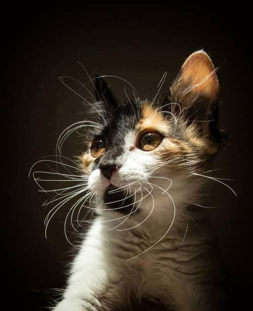 Tricolor calico cat with white, black and orange fur looking forward