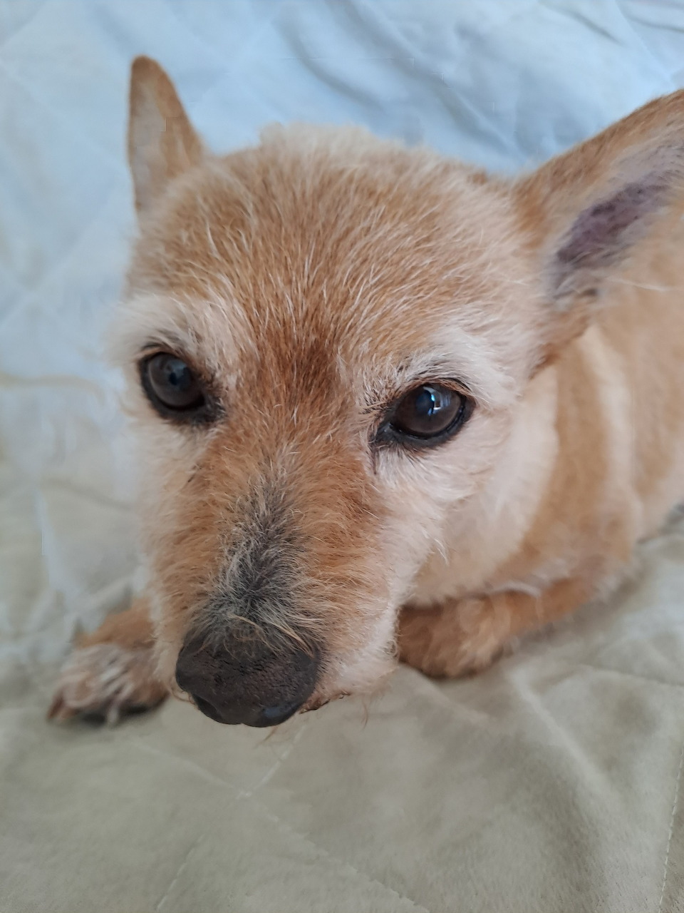 Close-up of a small tan senior dog with grey muzzle resting on a blanket