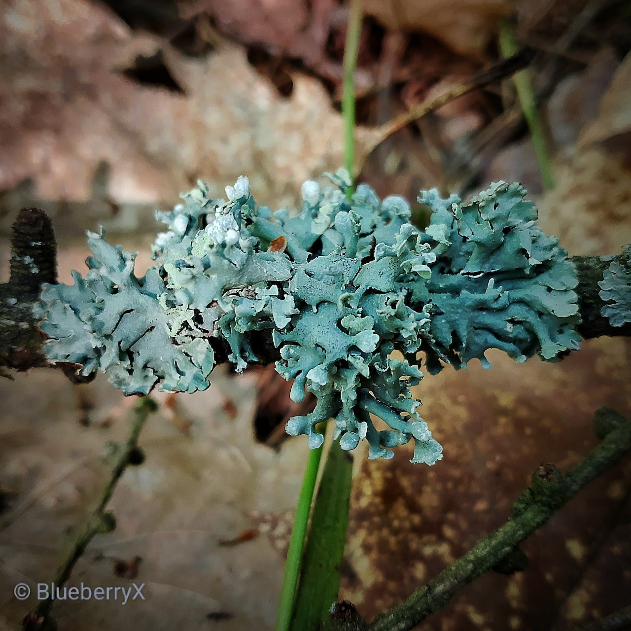 Close-up of blue-green lichen on a twig with blurred brown forest floor behind
