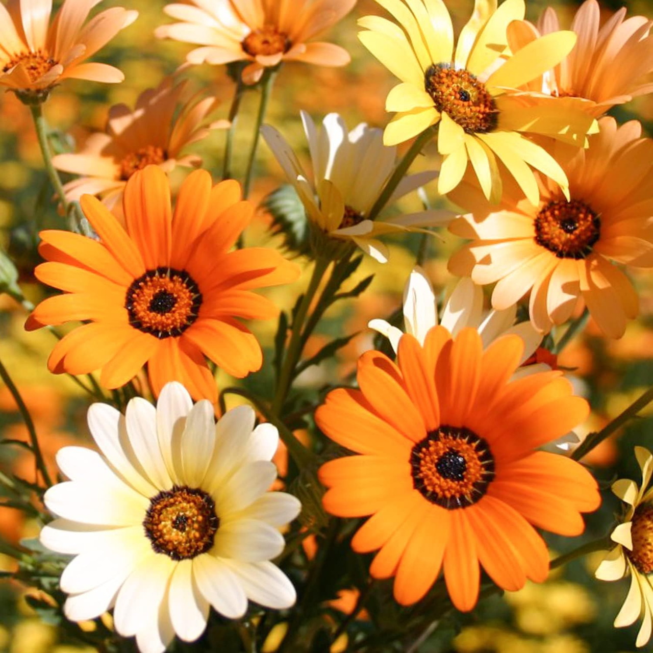 Cluster of orange, yellow and white African daisy flowers with dark brown centers and green foliage