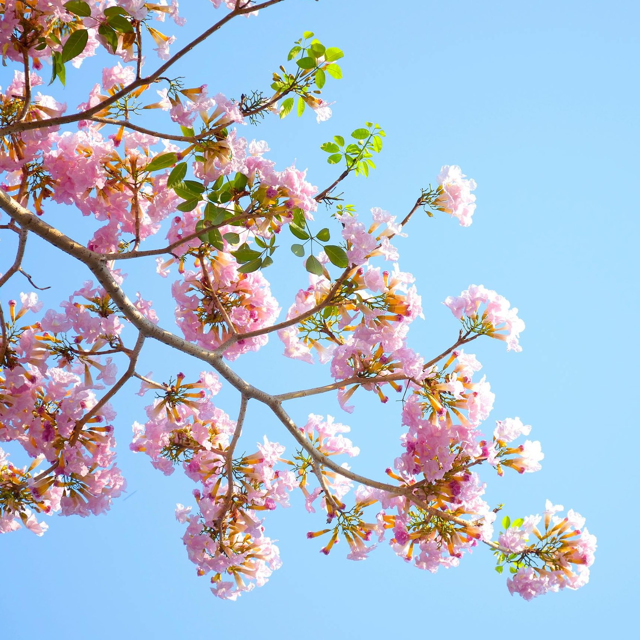 Pink Flowering Tree Branch
