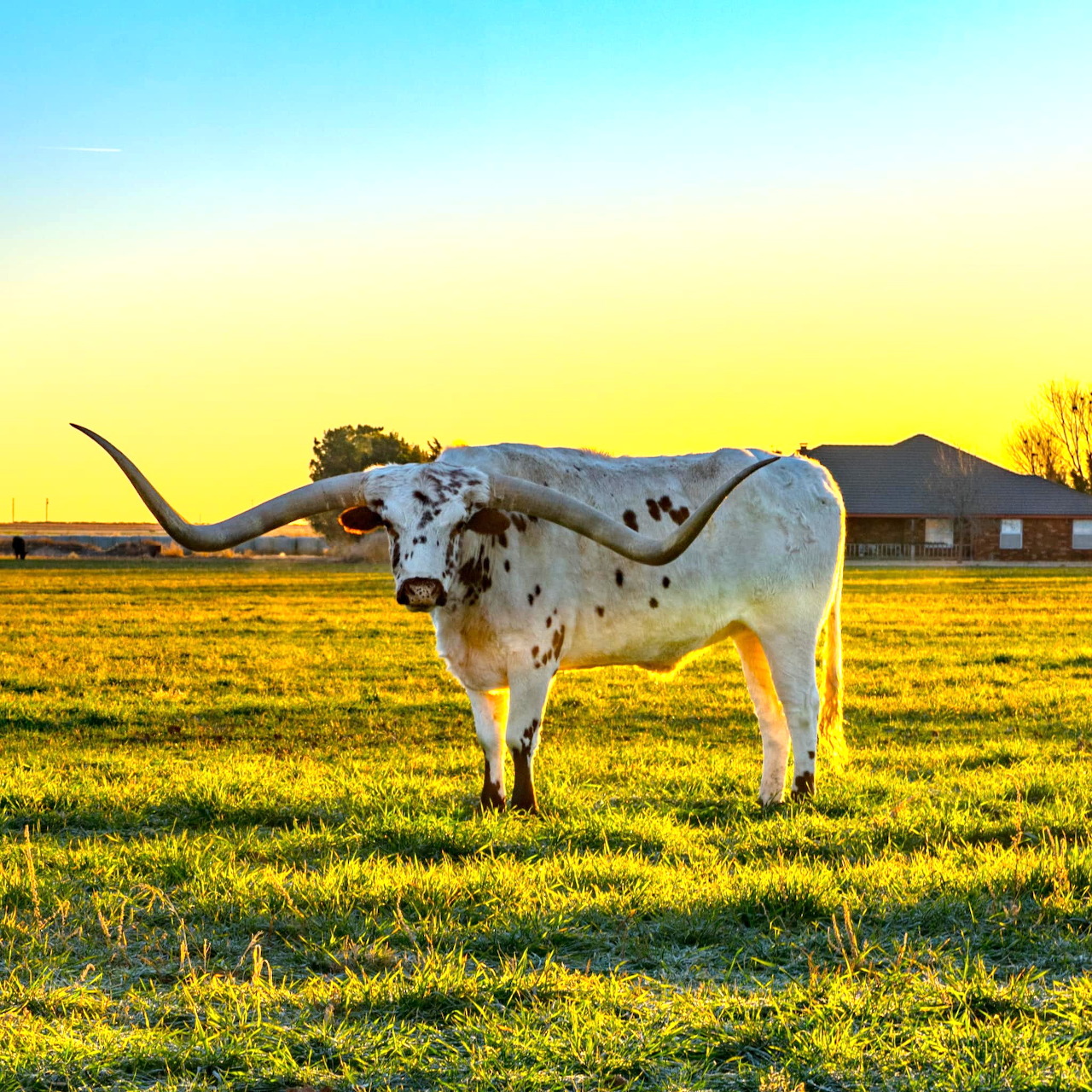 Texas longhorn standing in a grassy field at sunset
