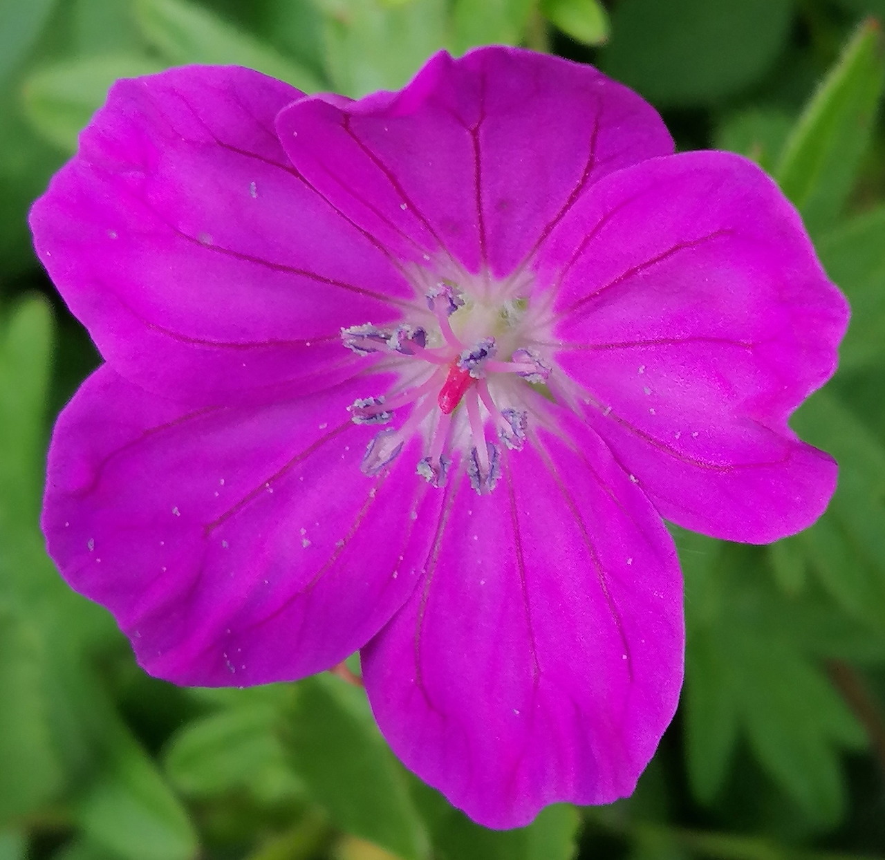 Close-up of a bright pink flower with ruffled petals and green leaves in the background