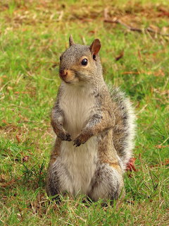 Gray squirrel standing upright on grass with paws folded, surrounded by fallen leaves