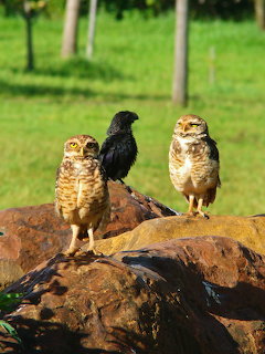 Two burrowing owls and a small black bird standing on large brown rocks with green grass in background