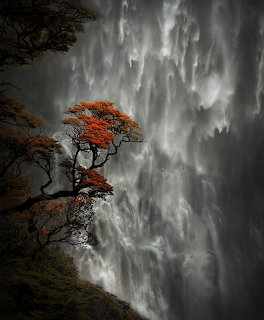 Red-leafed tree on a cliff in front of a tall cascading waterfall