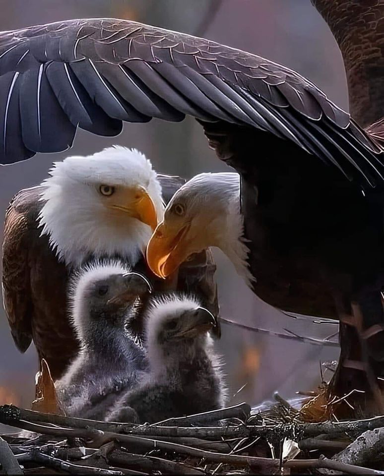 Bald Eagle with Chicks
