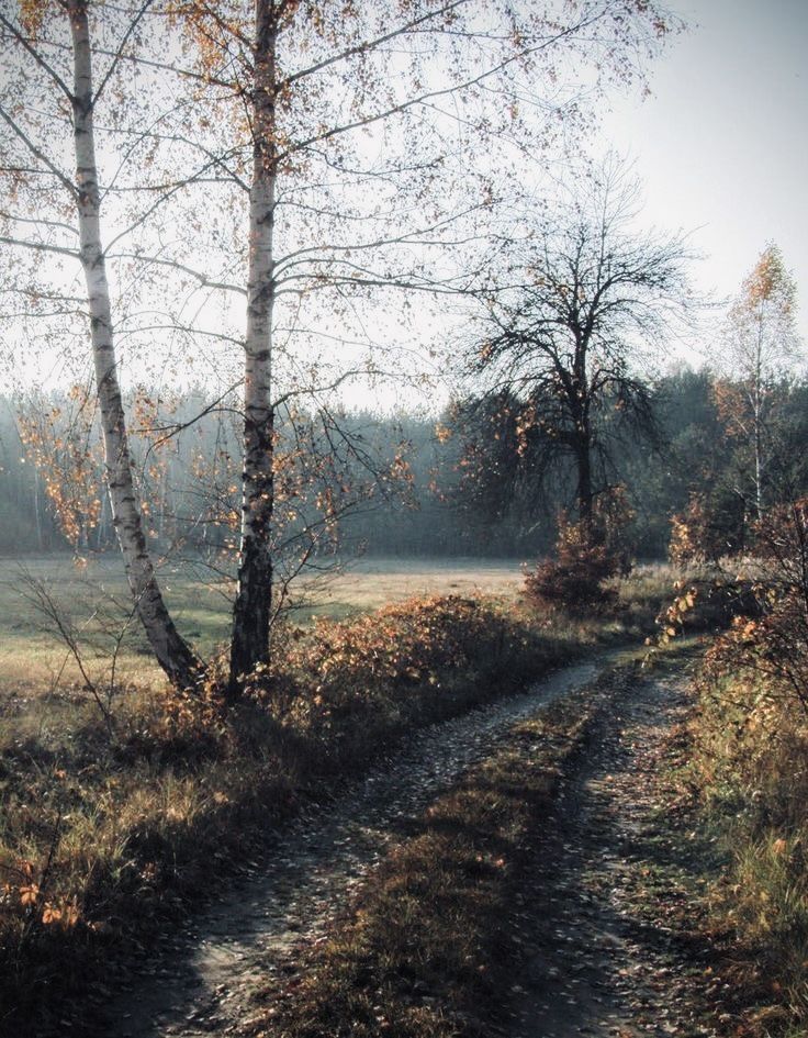 Dirt path beside birch trees in a sunlit field with soft morning haze