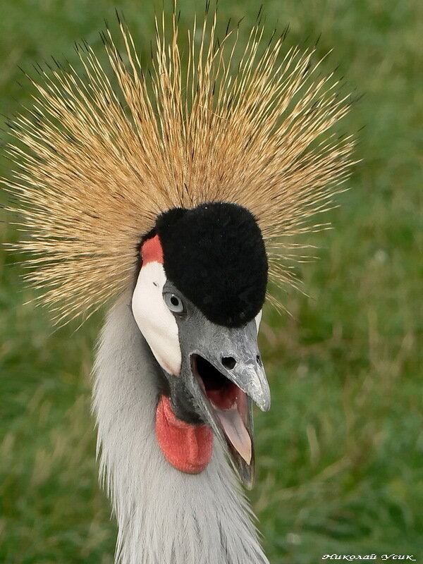 Grey Crowned Crane with golden feather crest and red throat wattle looking to the side