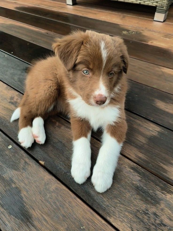 Brown and white Australian Shepherd puppy sitting on wooden deck boards