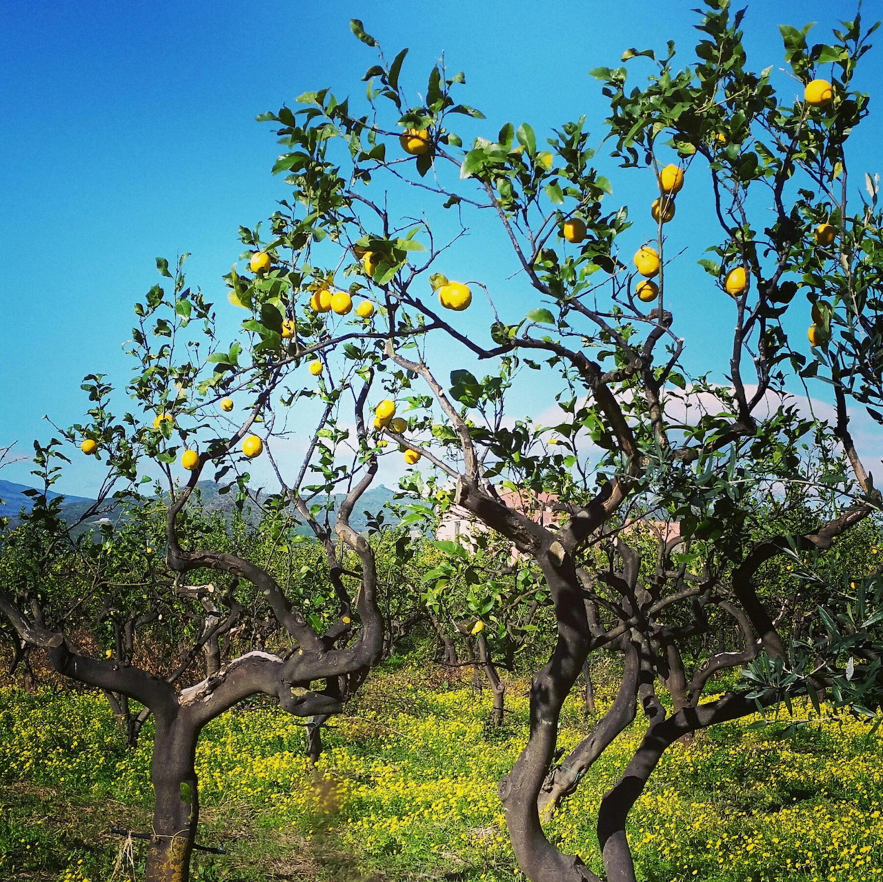 Lemon trees in an orchard with yellow fruit under a blue sky
