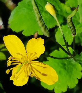 Close-up of a yellow celandine flower with four petals and prominent stamens among green leaves