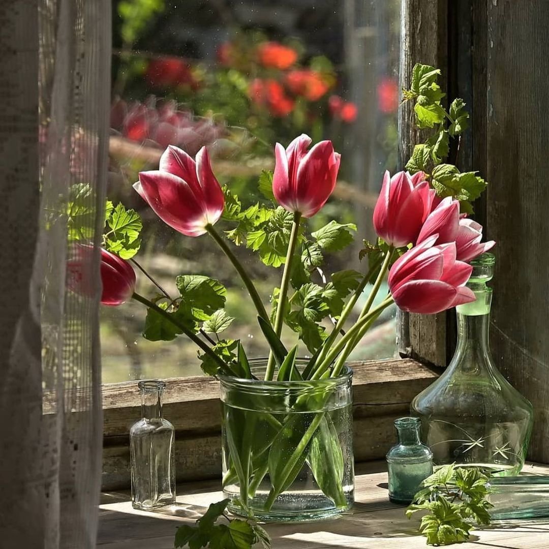 Pink and red tulips in a glass vase on a wooden windowsill with natural light