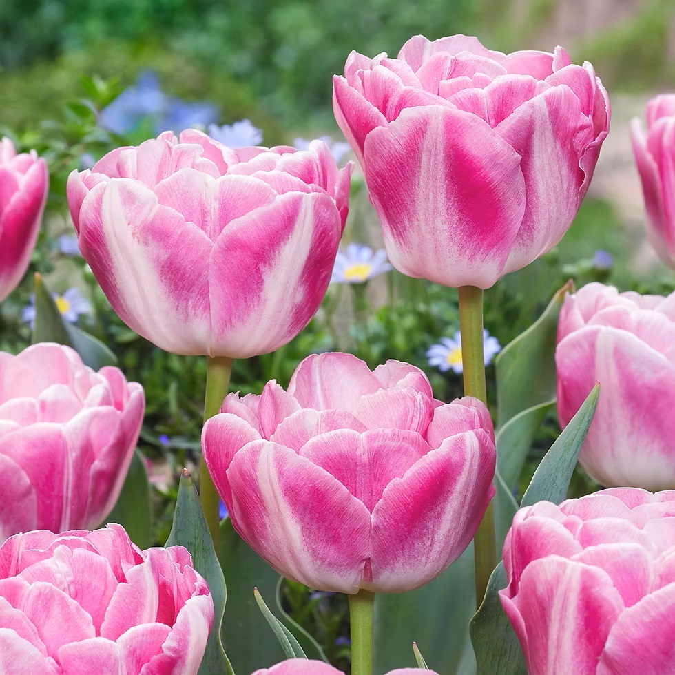 Pink and white tulips with green stems in a garden setting