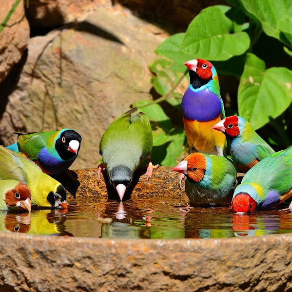 Colorful tropical birds drinking from a shallow water pool with green leaves in the background