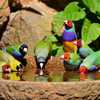 Colorful Birds Drinking Water