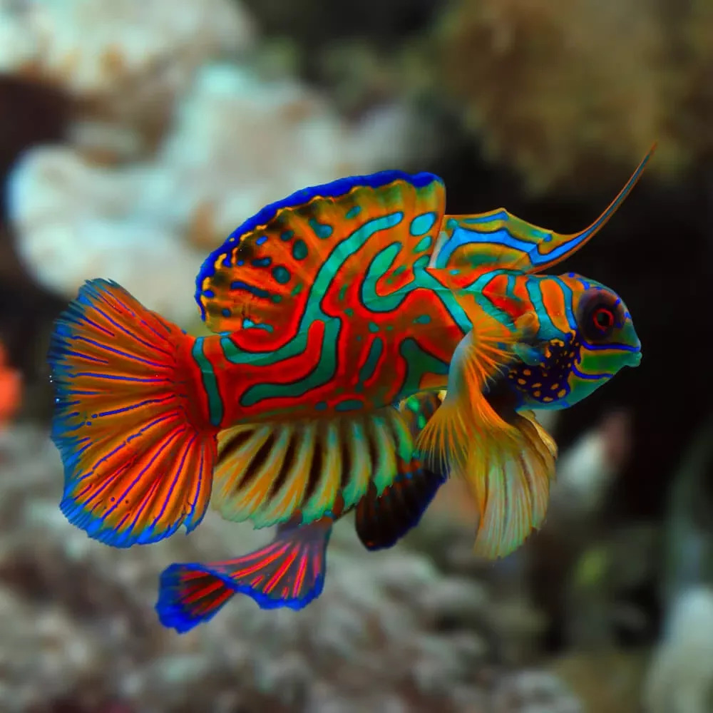 Vibrant mandarin dragonet fish with blue, orange, and red stripes swimming near coral