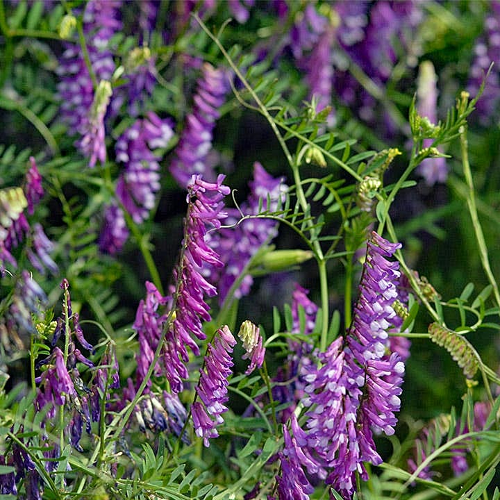 Purple vetch flowers blooming on green stems in garden