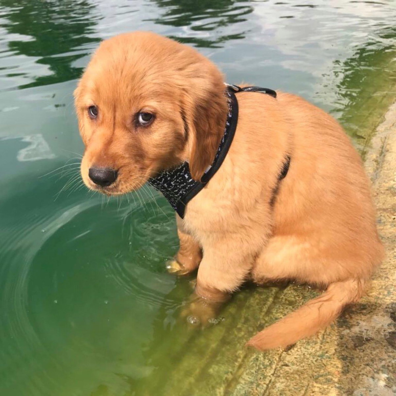 Golden retriever puppy wearing polka dot collar sitting in shallow water