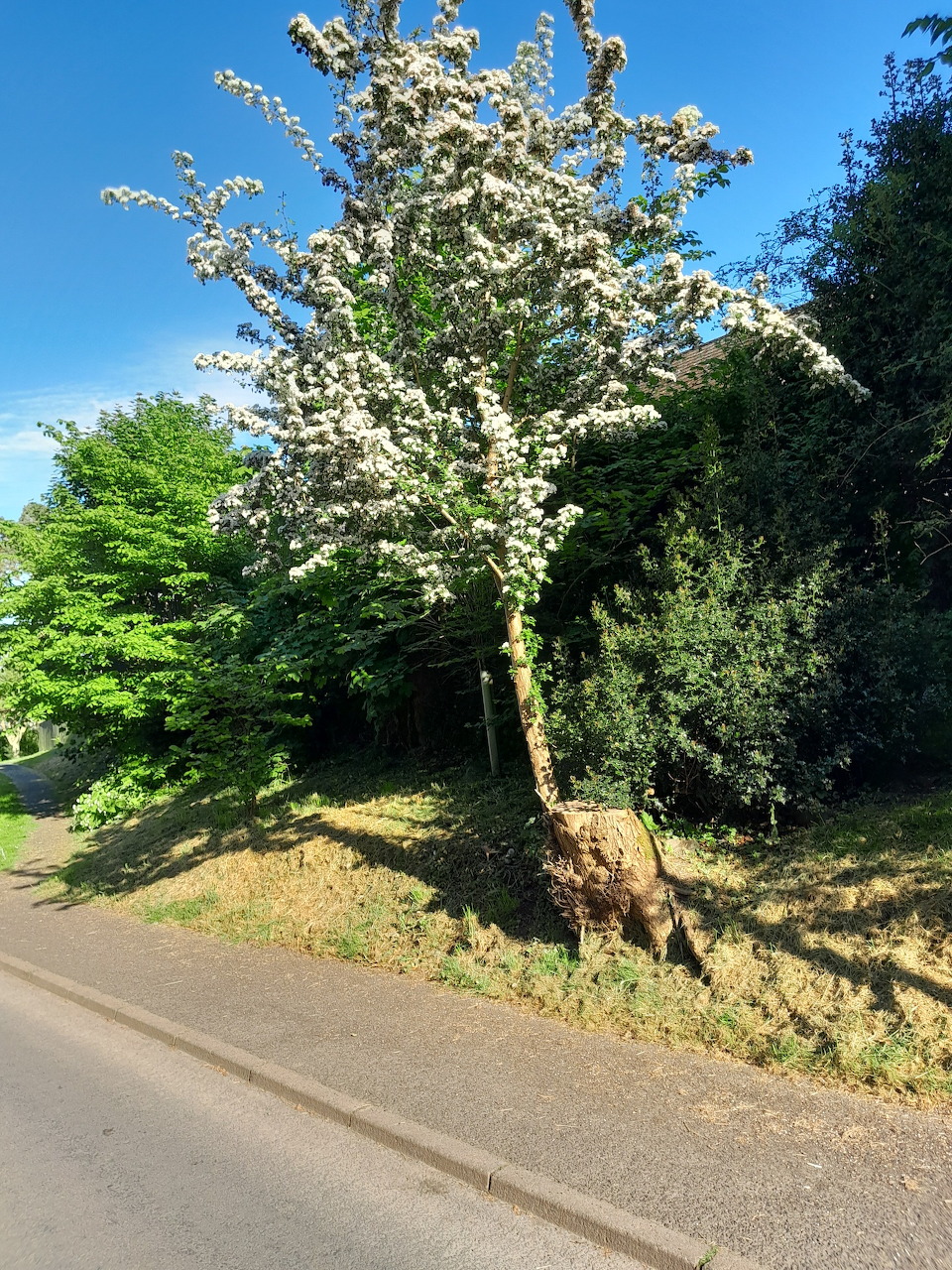 Spring Blossom Tree