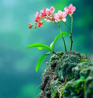Pink orchid flowers with green leaves sprouting from moss-covered rock