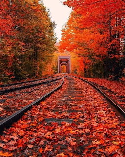Train tracks lined with red autumn trees leading to a tunnel covered in fallen leaves