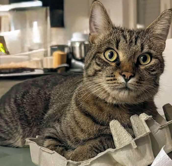 Gray tabby cat with yellow eyes sitting in an egg carton on a kitchen counter