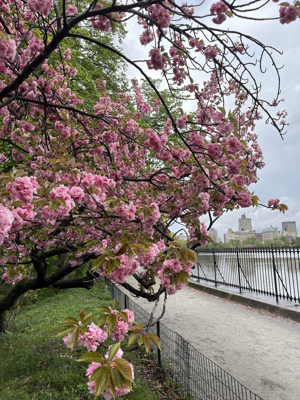 Cherry Blossom Path
