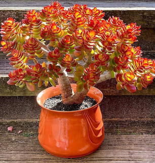 Colorful orange and yellow succulent plant in a bright orange pot on a wooden surface