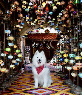 Samoyed Dog in Lantern Shop