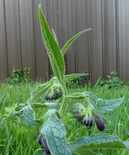 Comfrey plant with purple bell flowers and fuzy green leaves in a garden near a metal fence