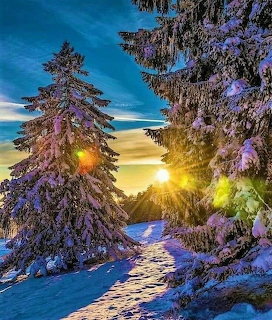 Snowy winter scene with frosted trees under a bright sky