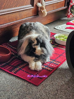 Fluffy lionhead rabbit sitting on a red mat indoors near a wooden door and pet bowls
