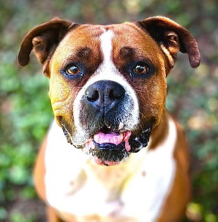 Brown and white boxer dog with blue eyes in outdoor portrait