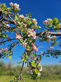 Apple tree branches with pink and white blossoms and green leaves against a bright blue sky