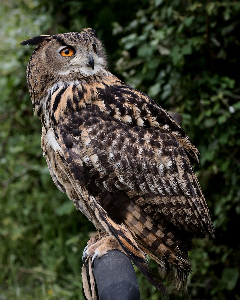 Eurasian eagle owl perched on a post with mottled brown plumage and an orange eye