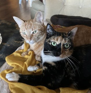 Orange tabby and calico cat lounging together on a chair indoors