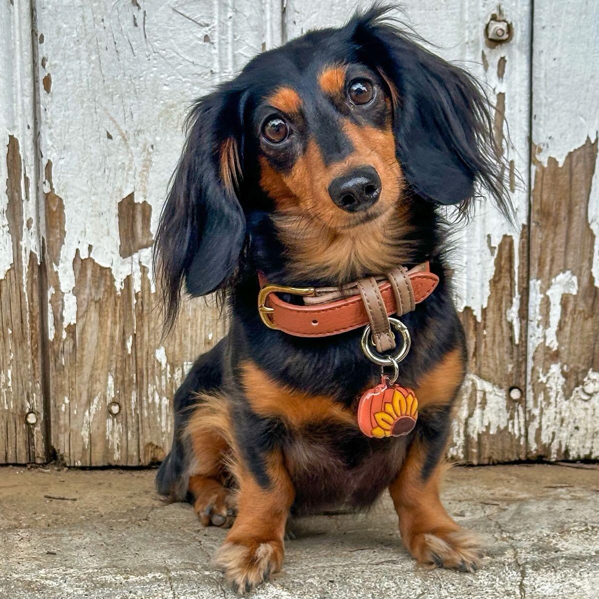 Longhaired dachshund dog with black and tan fur wearing orange collar against distressed white wood background