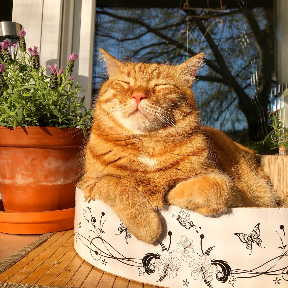 Orange tabby cat relaxing with closed eyes in white pot with moon and butterfly design on sunny wooden deck