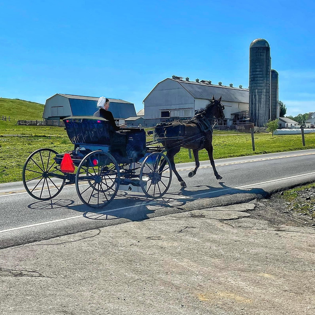 Amish Horse and Buggy