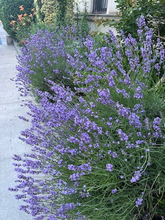 Purple lavender flowers blooming in a garden along a pathway