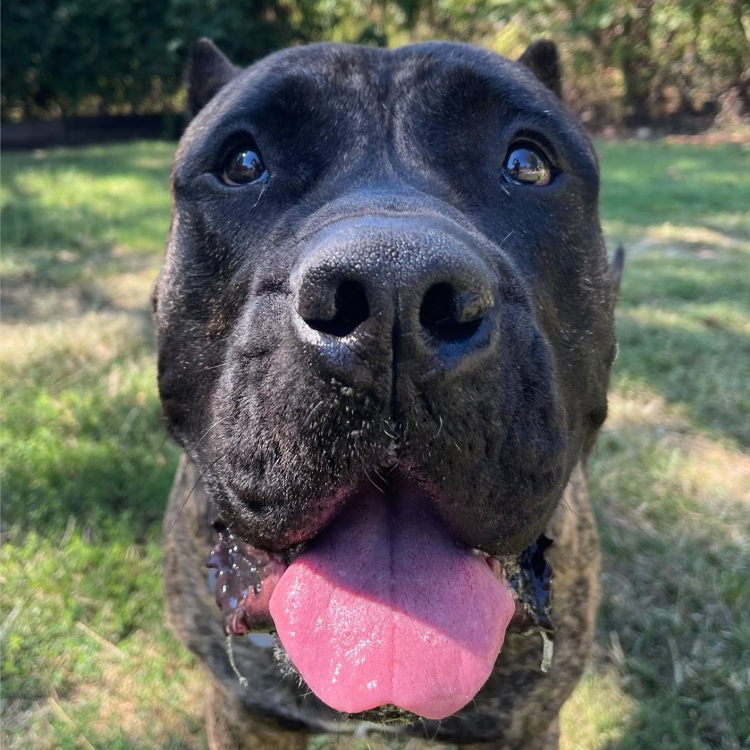 Close-up of a black dog with its tongue out on a grassy lawn