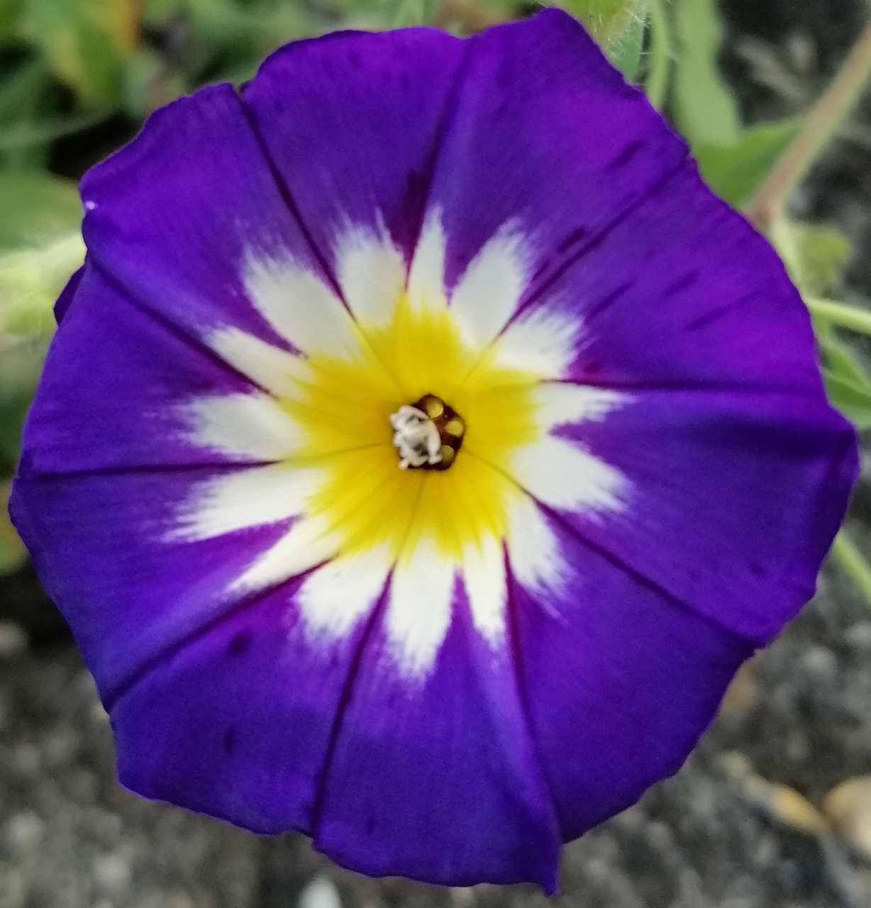 Close-up of a purple morning glory flower with white and yellow center