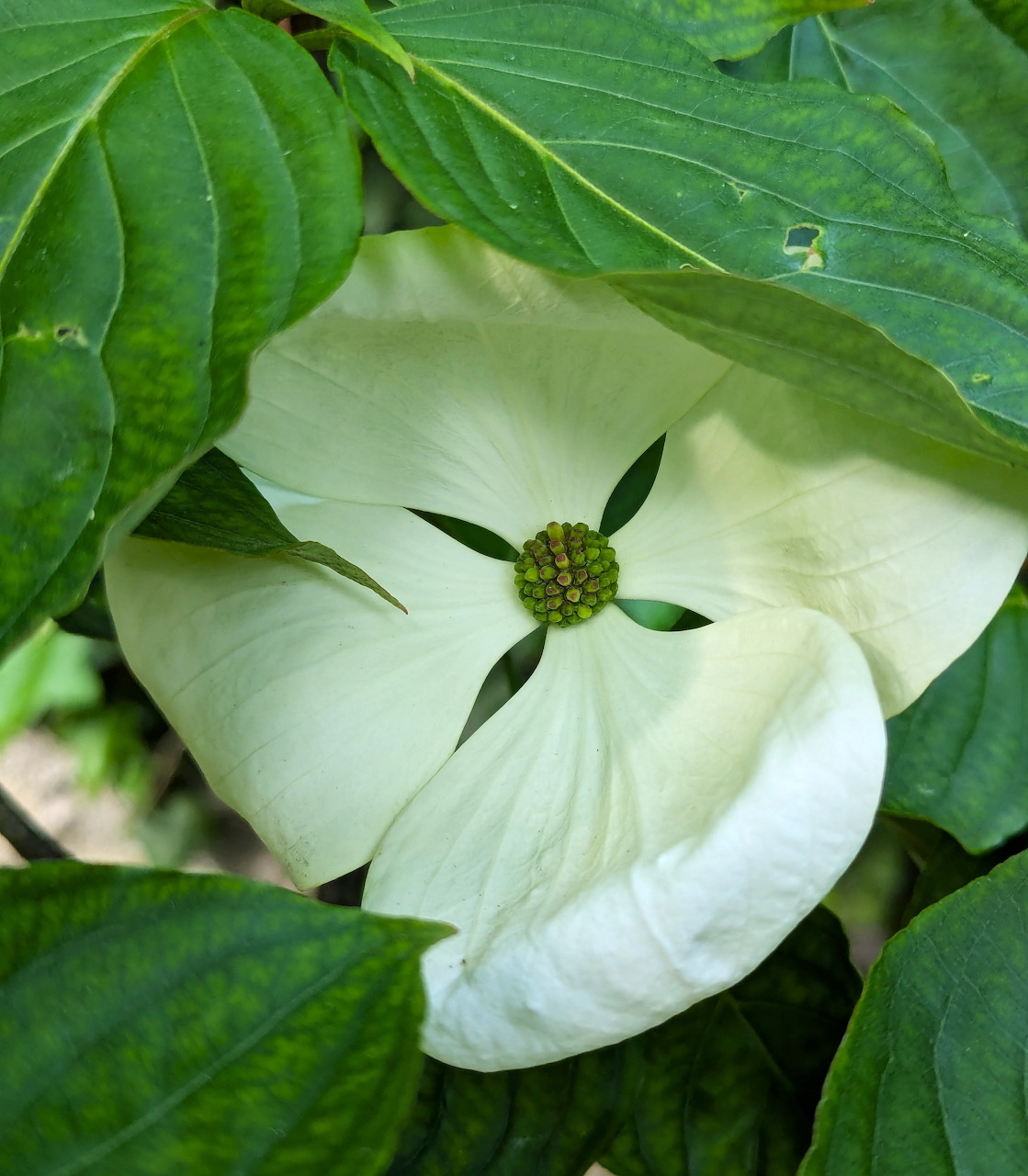 White dogwood flower with four bracts and green center surrounded by large green leaves