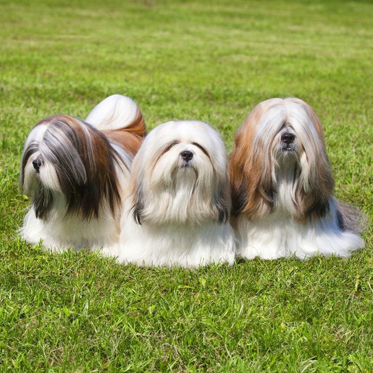Three long-haired dogs sitting together on green grass