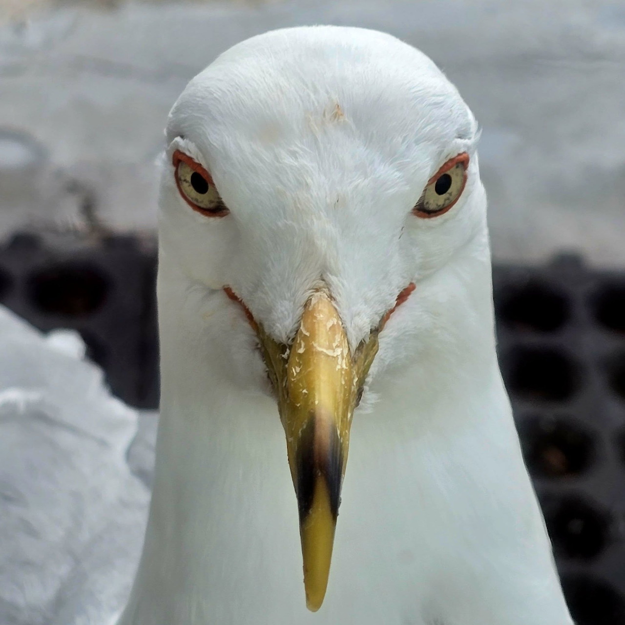 Close-up of a white seagull's face with red-rimmed eyes and yellow beak looking at camera
