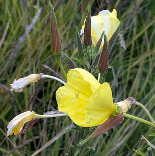 Yellow Evening Primrose